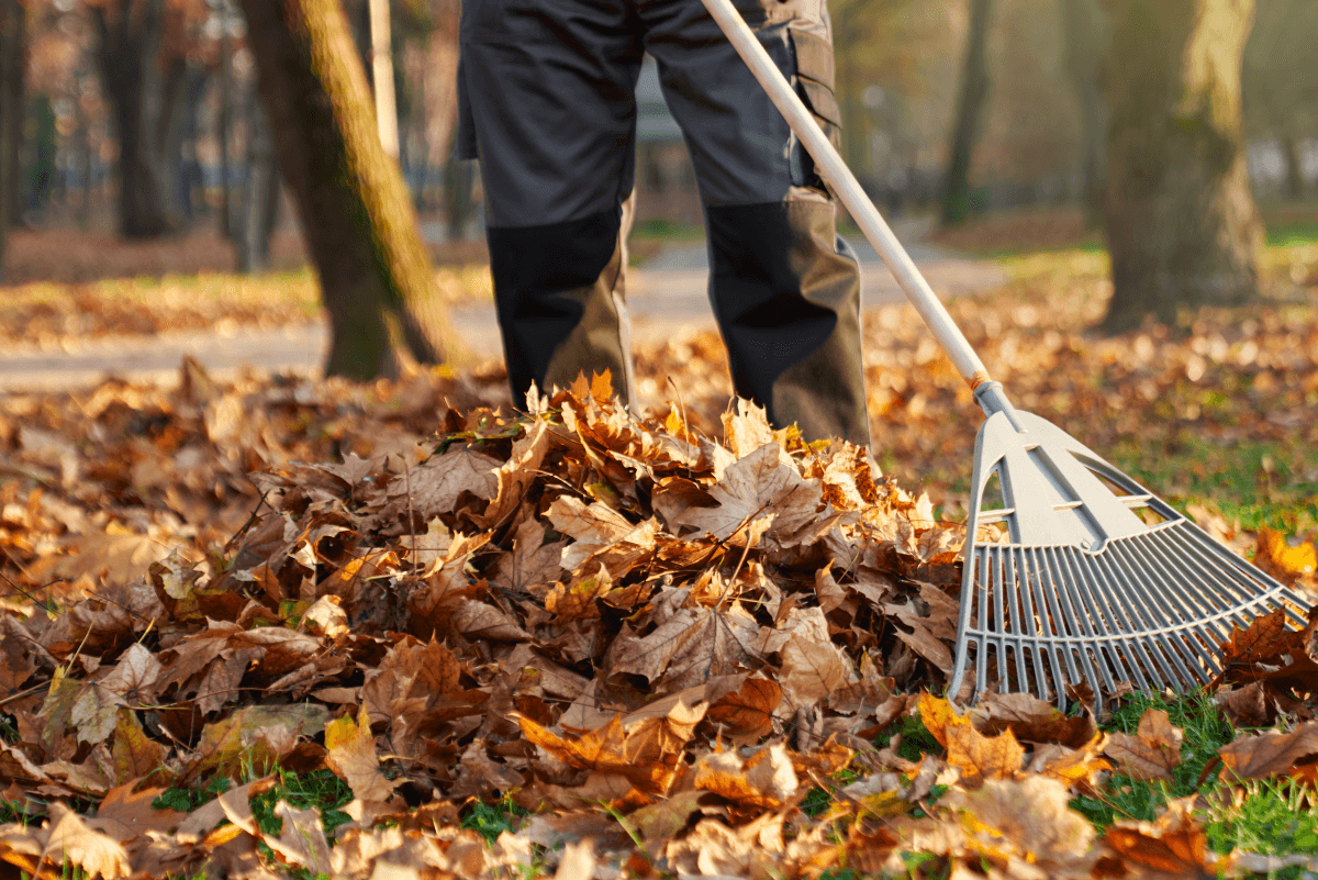 Leaf Removal in Glenside project 2