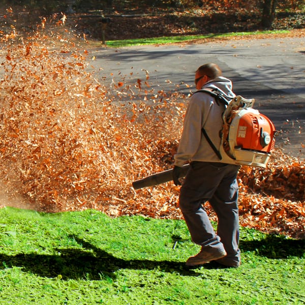 Leaf Removal in Glenside project 3