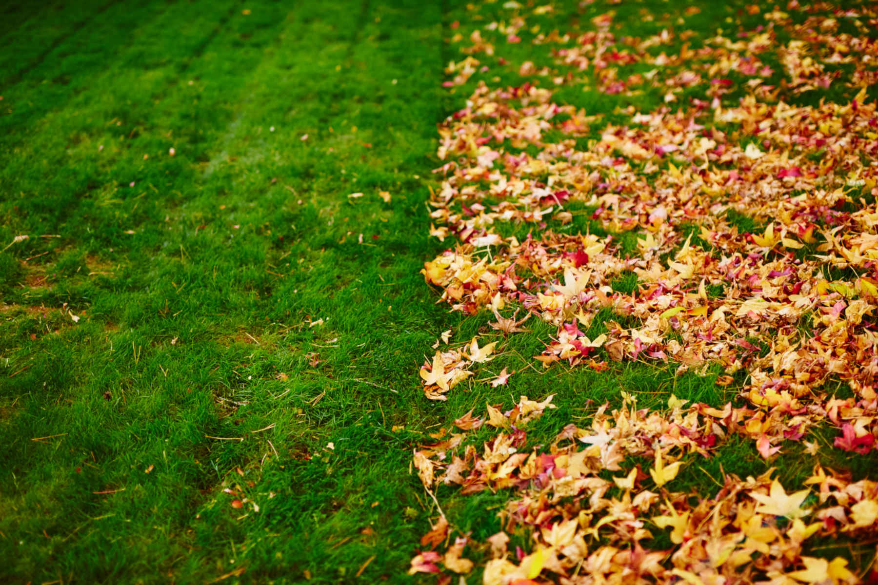 Leaf Removal in Glenside project 5