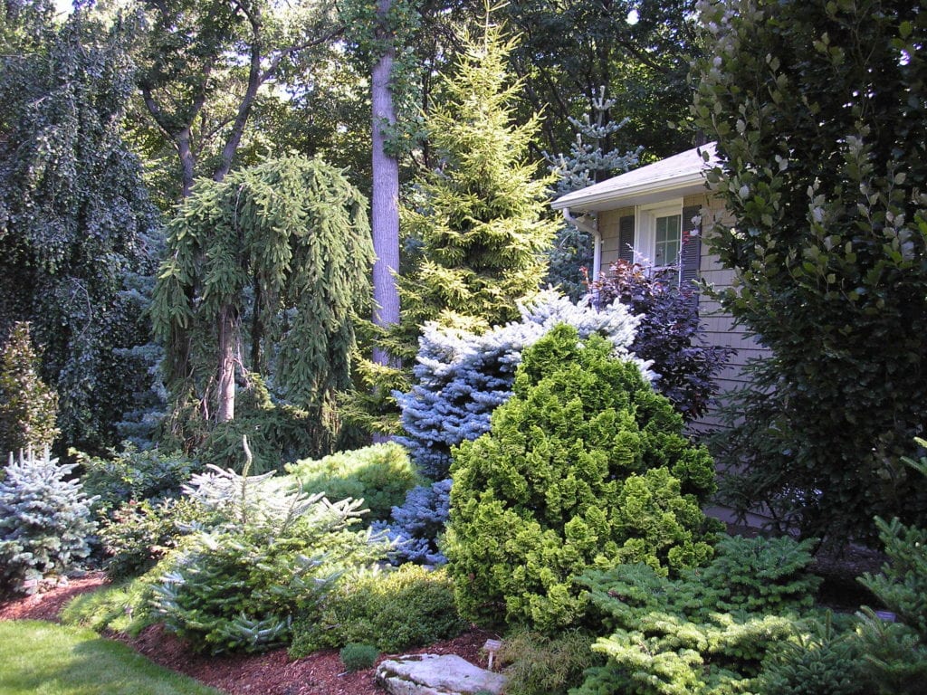 Tree & Shrub Planting project 1